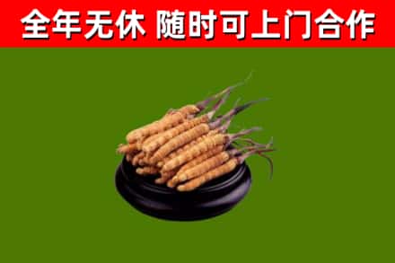 新兴回收散虫草